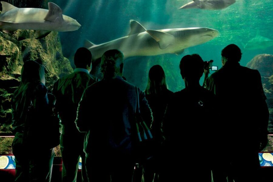 Tenerife: Loro Parque & Siam Park Entry Ticket with Transfer - Transfers from Tenerife south: what the coach day feels like in real life