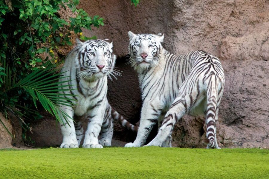 Tenerife: Loro Parque & Siam Park Entry Ticket with Transfer - Food and what to bring: small choices that save your day