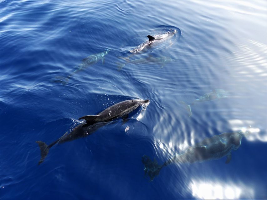 Tenerife: Los Gigantes Whale Watching Cruise by Sail Boat - From Los Gigantes Harbor to a Sailing Boat That Feels Personal