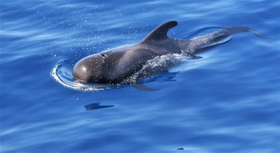 Tenerife: Los Gigantes Whale Watching Cruise by Sail Boat - Dolphins and Pilot Whales: How Sightings Usually Happen on This Type of Cruise