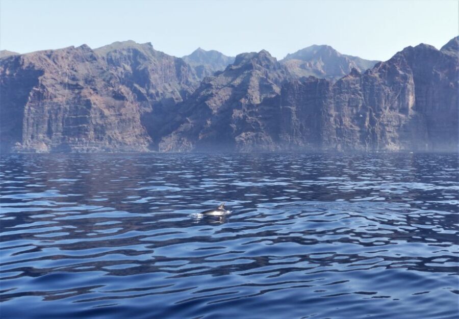 Tenerife: Los Gigantes Whale Watching Cruise by Sail Boat - Timing, Motion, and What to Bring From Tenerife’s Southwest Coast