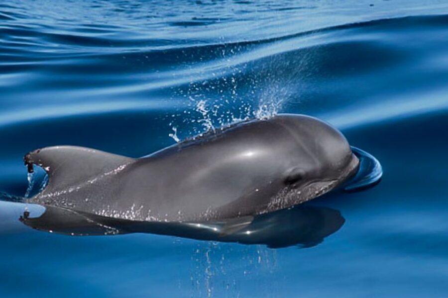 Tenerife: Luxury Private Whale & Dolphin Watching Tour - The small details that make it feel smooth