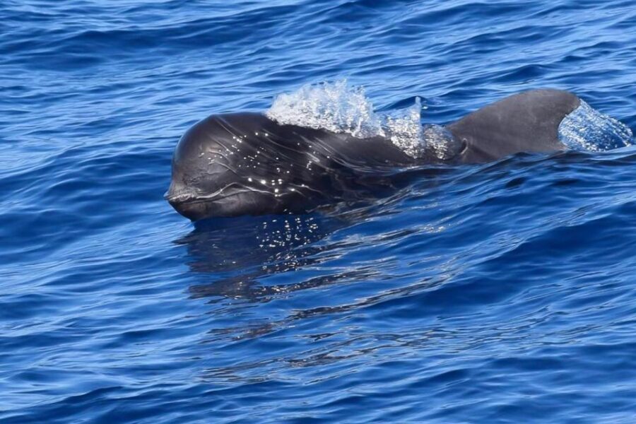 Tenerife: Luxury Private Whale & Dolphin Watching Tour - The wildlife search: pilot whales, dolphins, and turtles