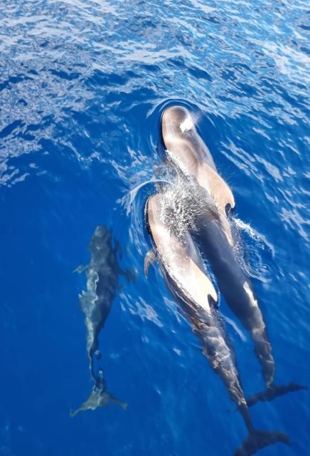 Tenerife: Marine-Life Tour with Transfer, Buffet and Drinks - How the Crew Makes the Trip Feel Personal (and Why It Shows)