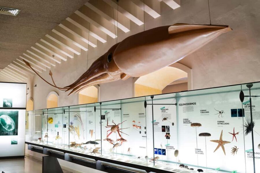 Tenerife: MUNA Museum Admission Ticket and Teide Legend Tour - Key highlights to look forward to