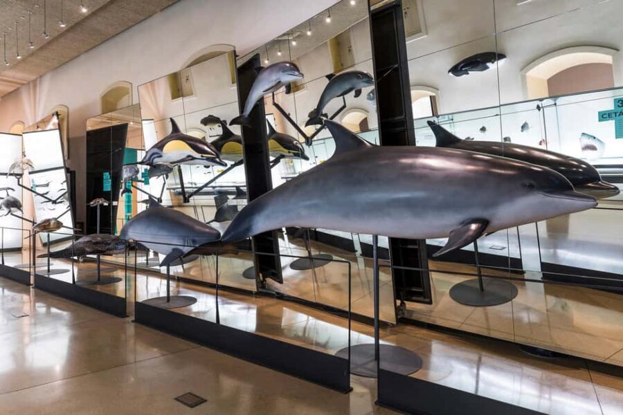 Tenerife: MUNA Museum Admission Ticket and Teide Legend Tour - Who should book this Teide + MUNA combo?