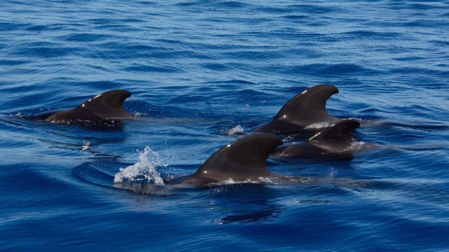 Tenerife: Ocean Pack Jet Ski and Yacht Whale Watching - Puerto Colón meeting point: where the day starts right