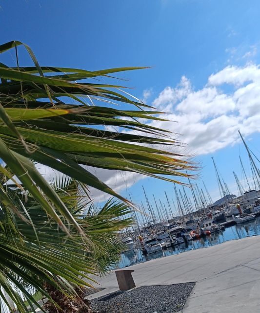 Tenerife: PRIVATE Catamaran cruise with Lunch and Drinks - Sailing Through Atlantic Views and Possible Dolphin or Whale Moments
