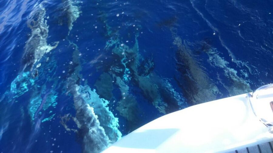 Tenerife: Private or Group 3 Hour Sailing Cruise with Drinks - Private Group Feel vs. Group Format: Choosing the right style