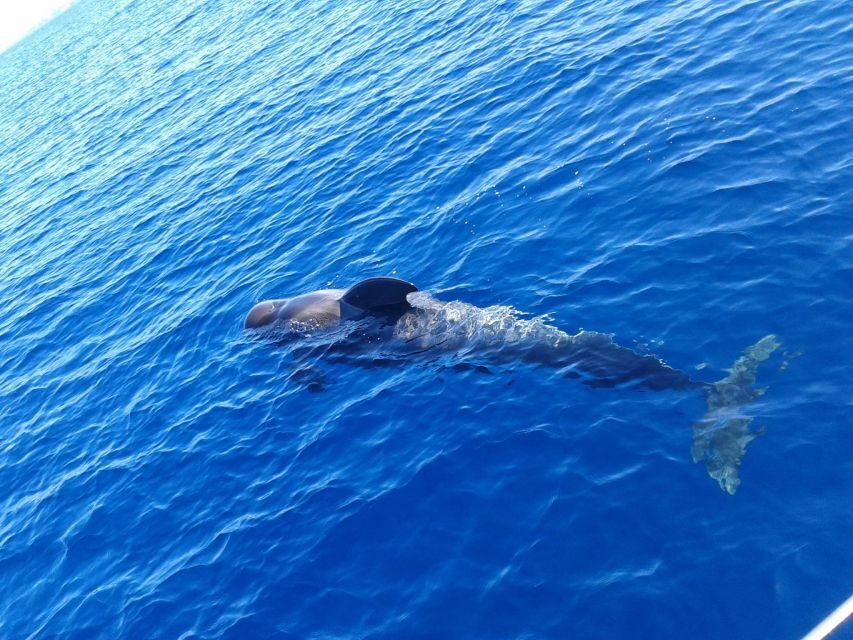 Tenerife: Private or Group 3 Hour Sailing Cruise with Drinks - Costa Adeje Views in Real Time: Why 3 hours feels like the sweet spot