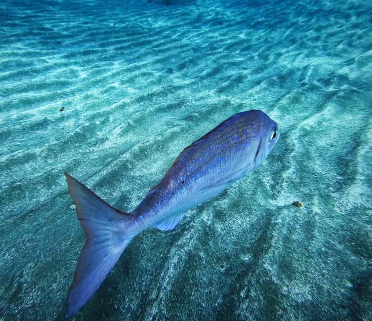 Tenerife: Private Scuba Diving–Certified Instructor & Photos - The two hours in the water: guided, not pushed