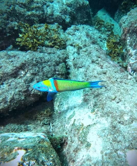 Tenerife: Private Scuba Diving–Certified Instructor & Photos - Languages and private instructor attention