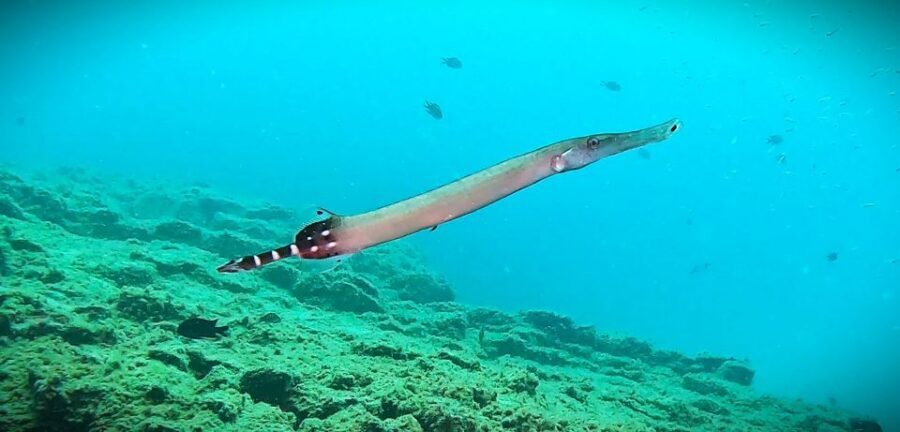 Tenerife: Private Scuba Diving–Certified Instructor & Photos - Timing: what a 3-hour slot really means