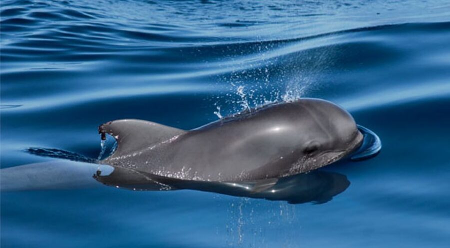Tenerife: Private Sunset Charter with Drinks and Tapas - Photos and Small Extras