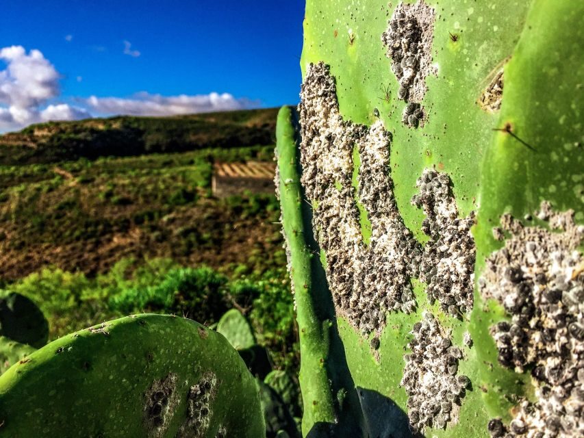 Tenerife Private Tour: Full-Day Volcanic South - San Miguel de Abona and a Viewpoint Break That Resets Your Eyes