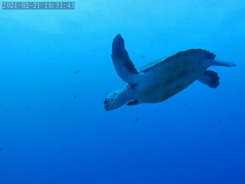 Tenerife: Puerto Colon Certified Scuba Dive by Speed Boat - Where to meet Zero Gravity Tenerife in Puerto Colón