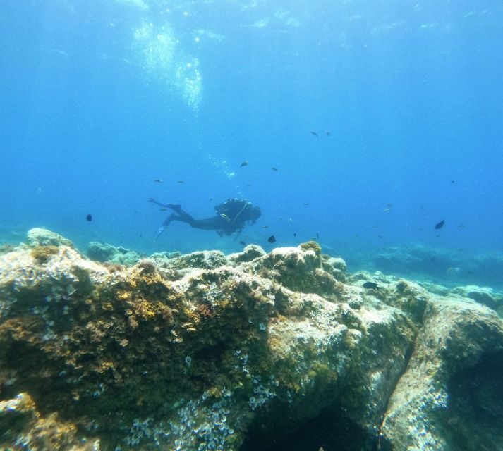 Tenerife: Puerto Colon Certified Scuba Dive by Speed Boat - Should you book this Puerto Colón speed-boat scuba outing?