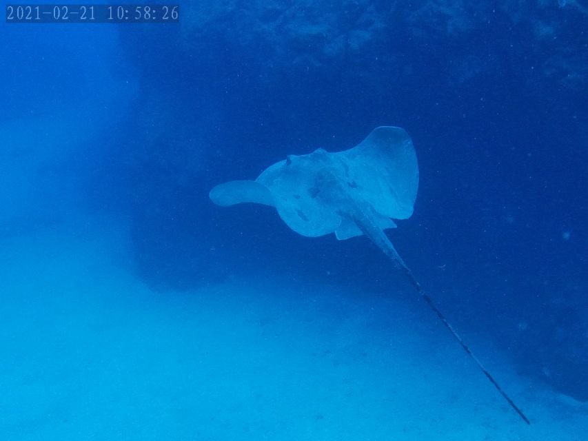 Tenerife: Puerto Colon Certified Scuba Dive by Speed Boat - The 30-minute safety briefing and gear fitting that makes the day smoother