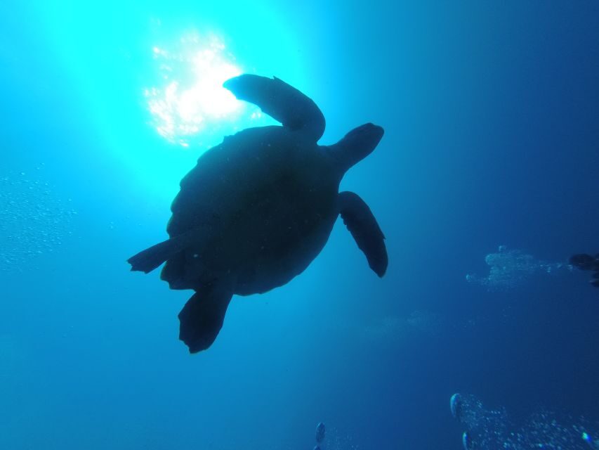 Tenerife: Puerto Colon Certified Scuba Dive by Speed Boat - Marine life viewing with guidance, plus up to 20 site options