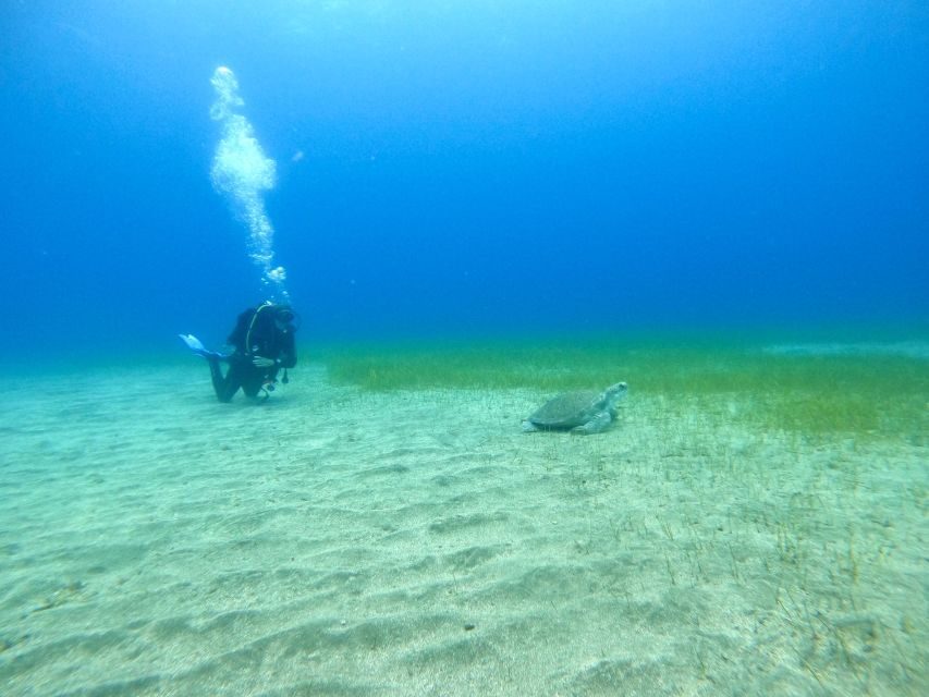 Tenerife: Puerto Colon Certified Scuba Dive by Speed Boat - Who should book this, and who should skip it