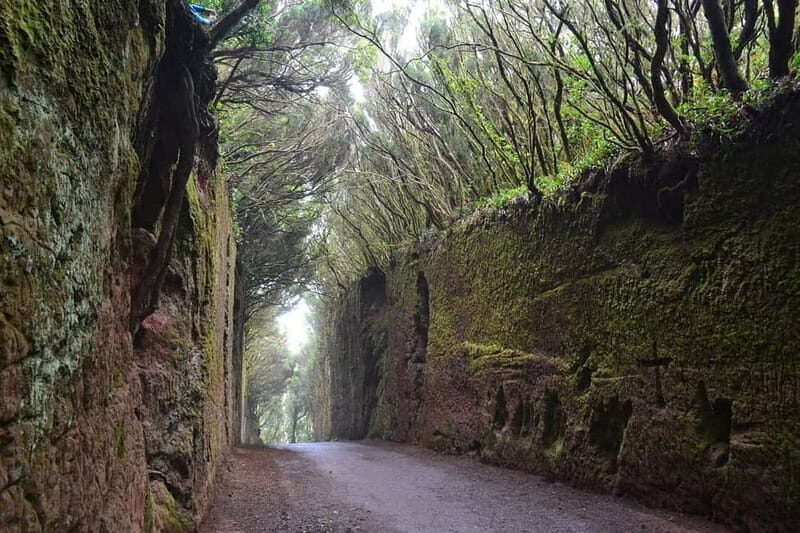Tenerife-Puerto Cruz: Avatar Hiking, Punta Hidalgo +Cocktail - How the van route and timing affect your day