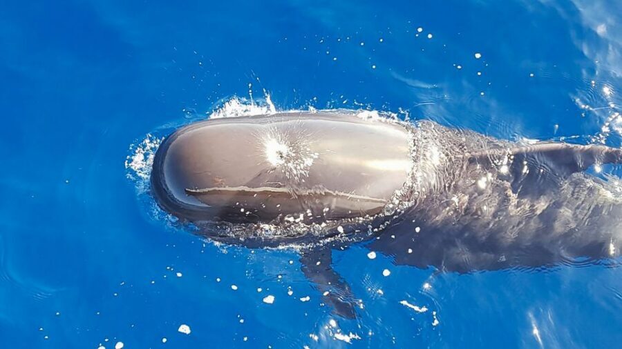 Tenerife: Sailboat Tour with Food and Snorkeling - Key Takeaways Before You Go