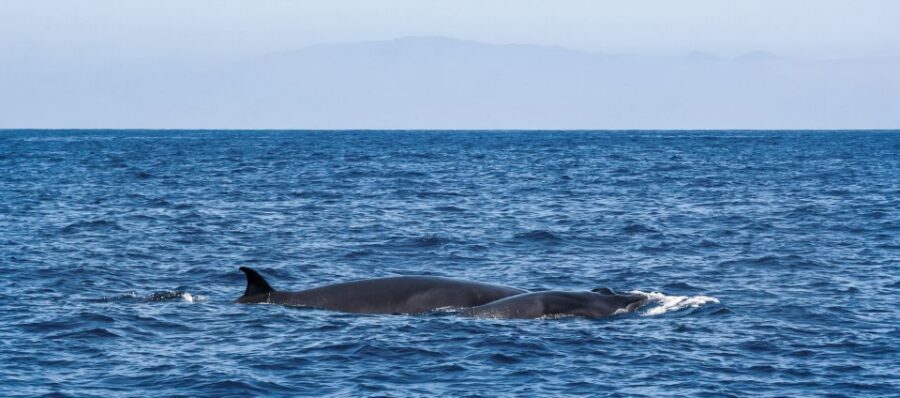 Tenerife: Sailboat Tour with Food and Snorkeling - Service Style: Professional Crew, Relaxed Pace