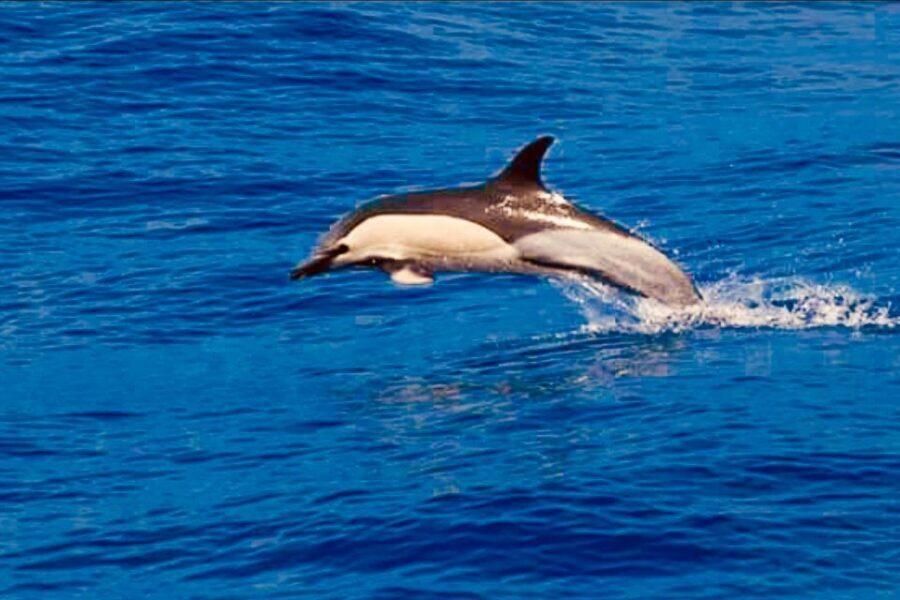 Tenerife: Sailboat Tour with Food and Snorkeling - Price and Value: Why $68 Can Actually Make Sense