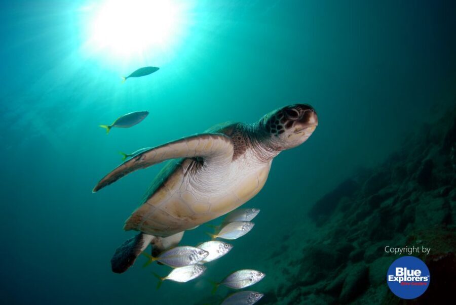 Tenerife Scuba Diving for Certified Divers - Second underwater session: wrecks, reefs, swim-throughs