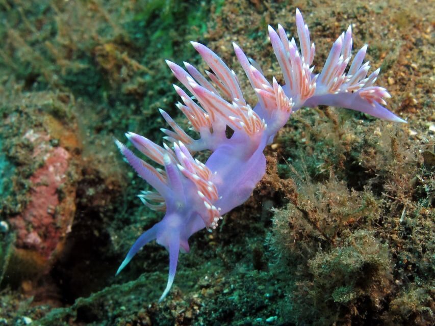 Tenerife Scuba Diving for Certified Divers - What you might see: turtles, rays, angelsharks, and more