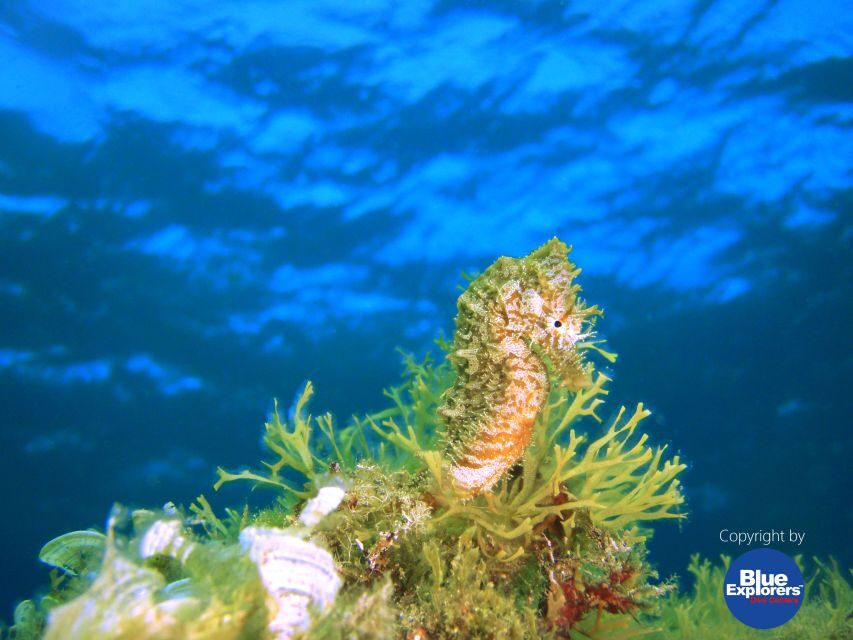 Tenerife Scuba Diving for Certified Divers - The group size and why it changes your experience