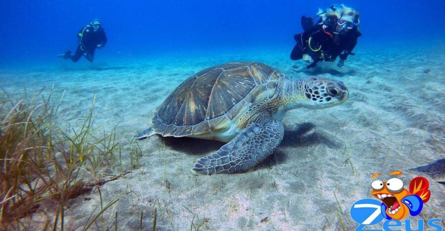Tenerife Scuba Diving for Certified Divers - Getting picked up and routed without losing daylight