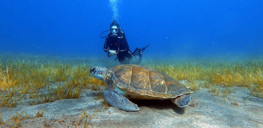 Tenerife: Scuba Diving Lesson and Abades Protected Area Dive - The 3-hour flow: briefing, gear setup, and max 10 meters underwater