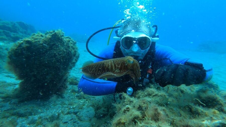 Tenerife: Scuba Diving Lesson and Abades Protected Area Dive - What marine life you can realistically spot in the Abades protected zone
