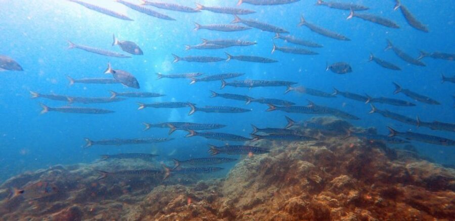Tenerife: Scuba Diving Lesson and Abades Protected Area Dive - Gear and comfort: wetsuit, mask, fins, and what to bring