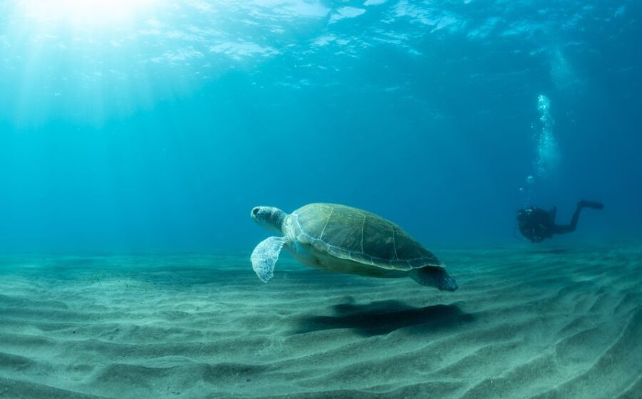 Tenerife: Scuba Diving Lesson and Abades Protected Area Dive - Instructor coaching that feels personal, not assembly-line