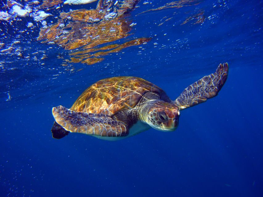 Tenerife: Snorkel with Turtles - Key things I’d bet on before booking