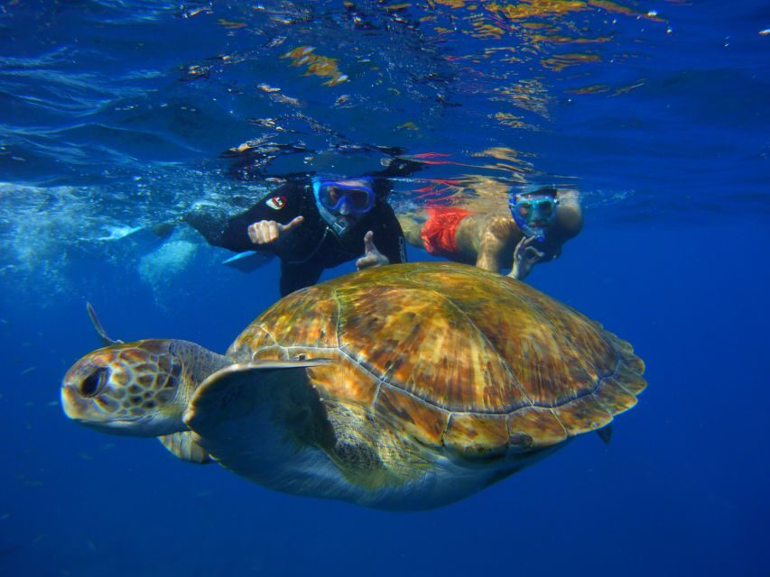 Tenerife: Snorkel with Turtles - A balanced warning: cold water and visibility happen