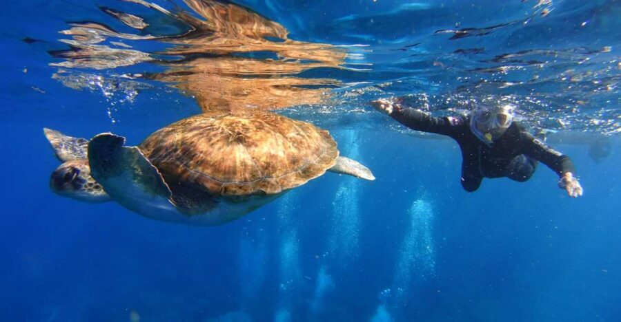 Tenerife: Snorkel with Turtles - Entering the tour at Marina del Sur (dock 5)