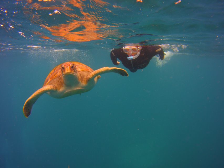 Tenerife: Snorkel with Turtles - Speedboat to Malpais de Rasca: views from the sea