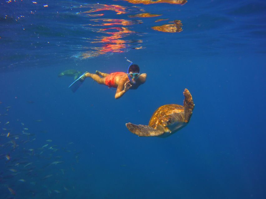 Tenerife: Snorkel with Turtles - One hour snorkeling: turtle etiquette and what the guide really does