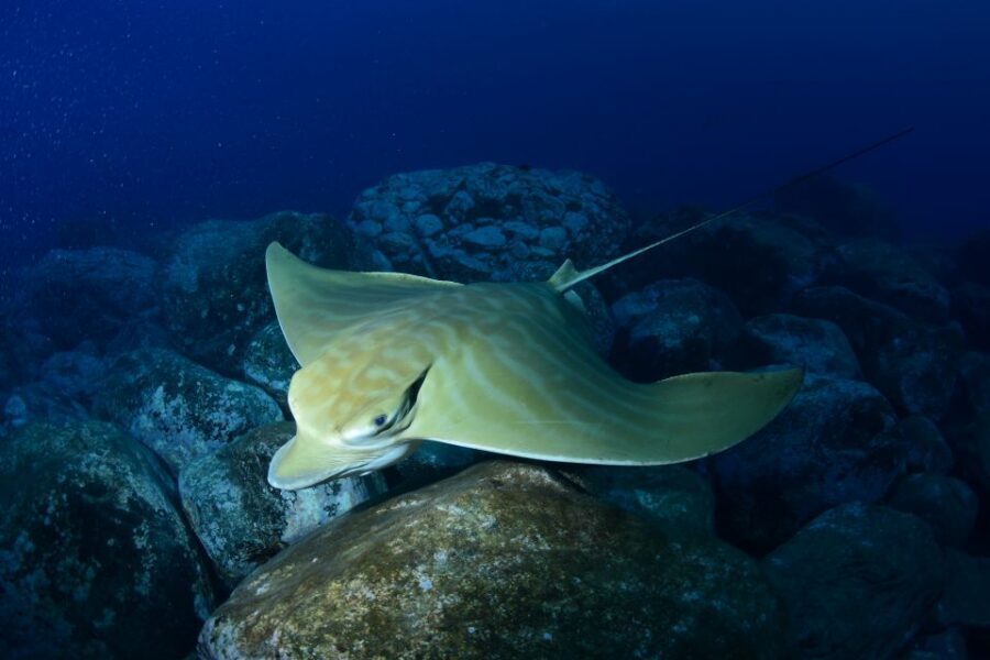 Tenerife: Snorkel with Turtles - Gear you actually use (and what’s included)