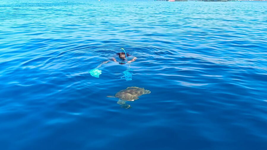 Tenerife: Snorkel with Turtles - Photos: a nice memory without the pressure