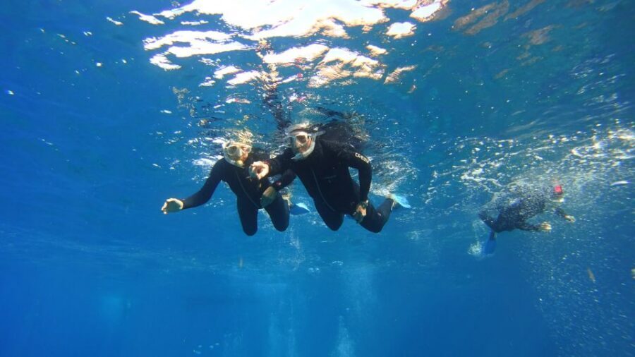 Tenerife: Snorkel with Turtles - Who this tour suits best (and who should skip it)