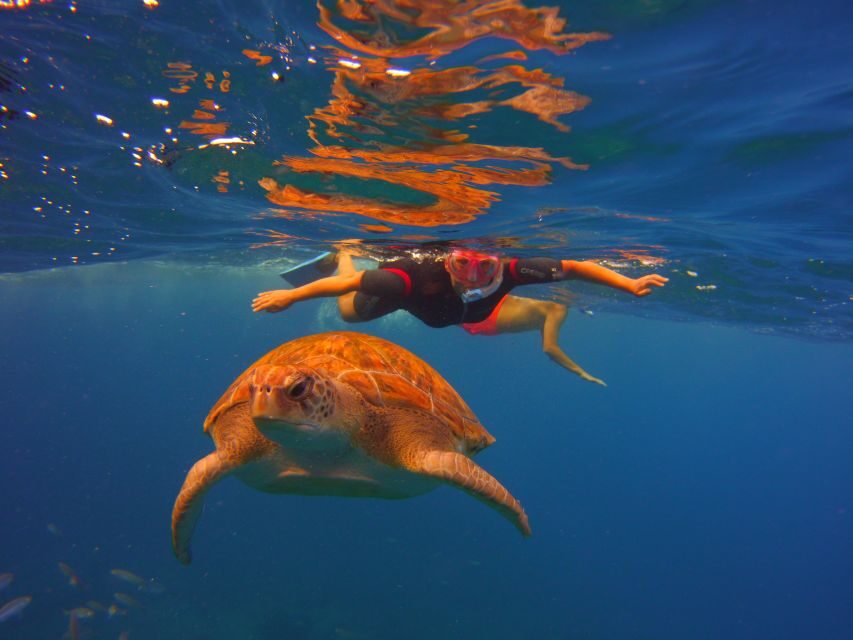Tenerife: Snorkel with Turtles - Price and value: what you’re paying for beyond turtles