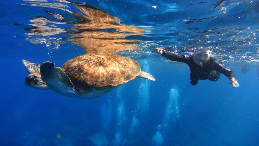Tenerife: Snorkel with Turtles - The value of this price: $81 for a short, guided turtle swim