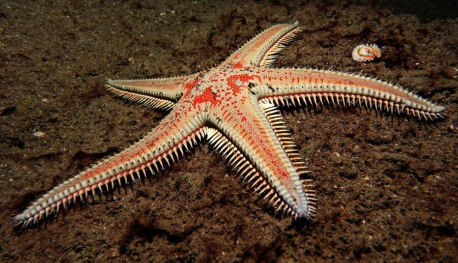 Tenerife: Snorkeling Equipment Rental in Radazul - Key Highlights From Radazul Snorkeling Rental
