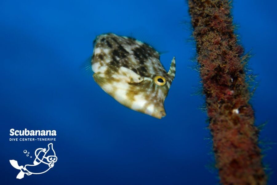 Tenerife: Snorkeling Equipment Rental in Radazul - Using the 24-Hour Rental Window to Choose Your Own Spots