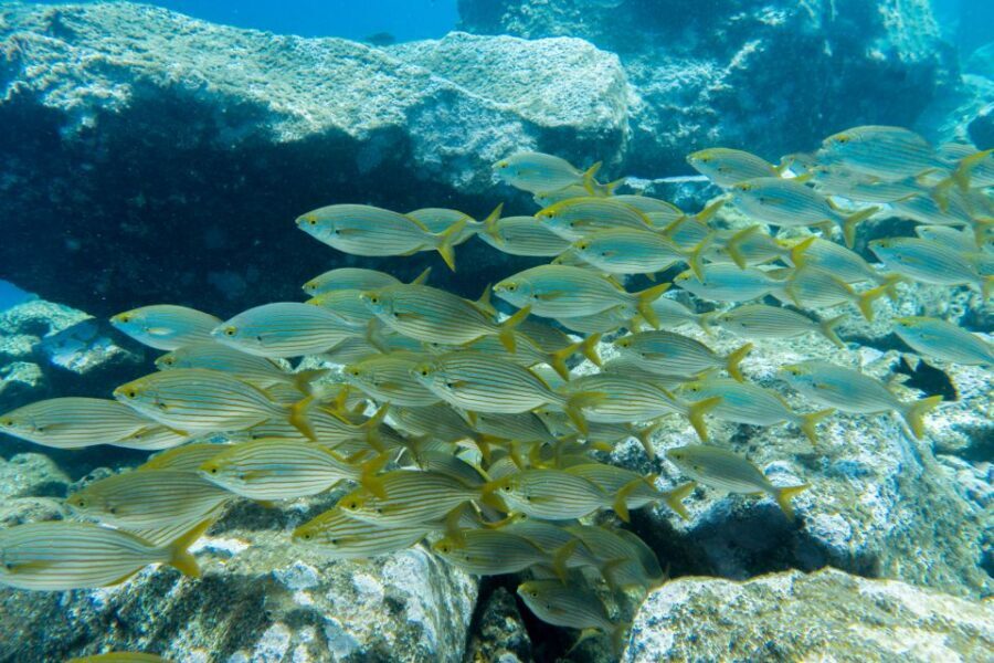 Tenerife: Snorkeling Equipment Rental in Radazul - Gear Fit, Wetsuits, and Weights: Making Snorkeling Comfortable