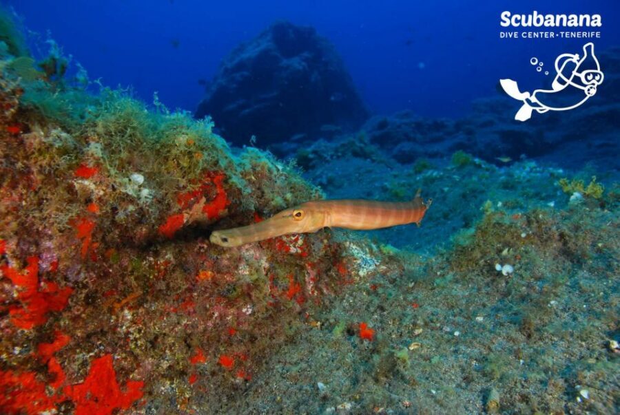 Tenerife: Snorkeling Equipment Rental in Radazul - Your First Real Snorkel Plan: Start in Radazul’s Protected Bay